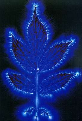 kirlian1.jpg