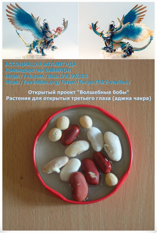 3dEye_MagianBeans_01_Seeds_small.jpg