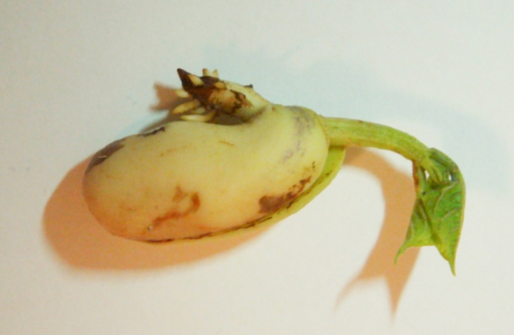 SAM_0056_1.thumb.jpg.a838a3de4edbf64fef0e856b1c64588b.jpg