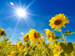 Vitamin-d-2.jpg.ed14007225196a503298291fc7443bb5.jpg