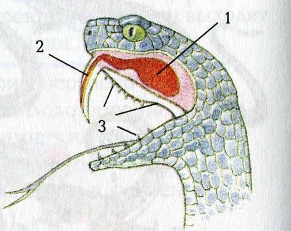 http://900igr.net/datai/biologija/Klass-presmykajuschiesja/0045-055-U-jadovitykh-zmej-imejutsja-parnye-jadovitye-zhelezy-protoki-kotorykh.jpg